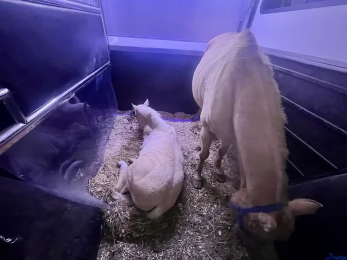 cc1851a0-edc5-4abd-9de5-48474e85cd4e